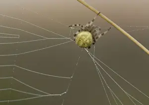 Heath Prints: Orb-web Spider