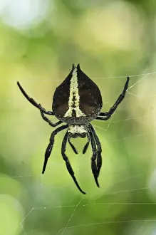 Webs Prints: Orb Web Spider - Andasibe-Mantadia National Park - Eastern-central Madagascar