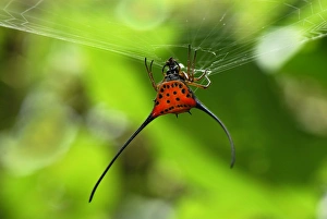 Images Dated 22nd November 2007: Orb-Web Spider - Danum Valley Conservation Area - Sabah - Borneo - Malaysia