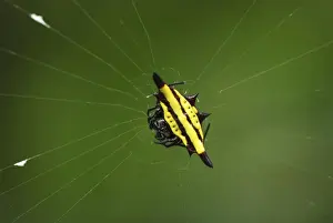 Orb-web Spider Erawan Nationalpark, Thailand