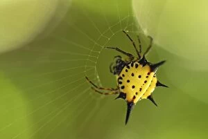 Orb-web Spider (Gasteracantha hasselti)