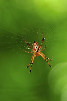 Images Dated 17th November 2008: Orb web spider - Tangkoko Nature Reserve - North Sulawesi - Indonesia