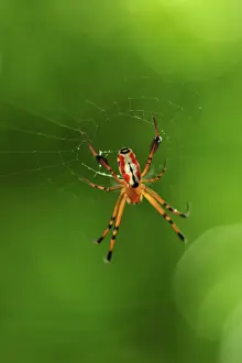 Celebes Prints: Orb web spider - Tangkoko Nature Reserve - North Sulawesi - Indonesia