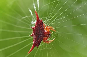 Images Dated 18th January 2008: Orb Web Spider / Thorn Spider