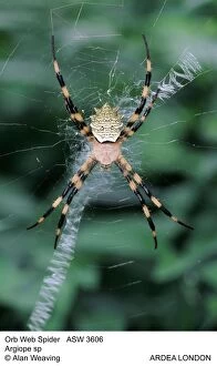 Argiope Gallery: Orb-Web SPIDER - on web