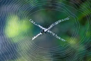 Orb Web Prints: Orb-web Spider - In web - New Caledonia - Australia JPF46588