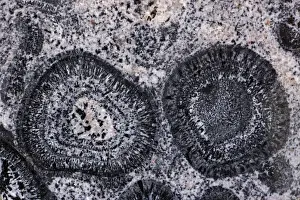 Orbicular Granite - Western Australia - Pre Cambrian