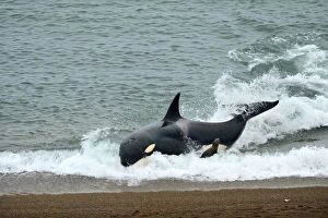 Argentinian Gallery: Orca / Killer Whale