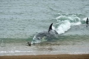 Images Dated 27th April 2013: Orca / Killer Whale