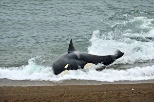 Images Dated 27th April 2013: Orca / Killer Whale