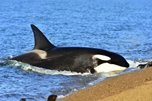 Images Dated 10th March 2013: Orca / Killer Whale