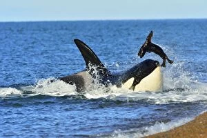 Images Dated 10th March 2013: Orca / Killer Whale