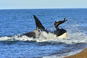 Argentinian Gallery: Orca / Killer Whale