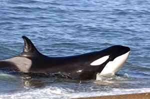 Images Dated 2nd April 2006: Orca / Killer Whale