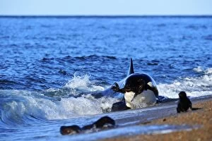 Images Dated 16th March 2011: Orca / Killer Whale