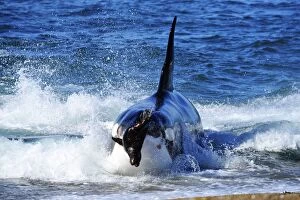 Images Dated 18th March 2009: Orca / Killer Whale