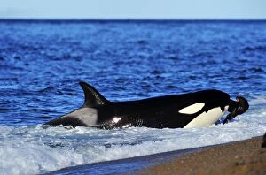 Images Dated 16th March 2011: Orca / Killer Whale