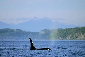 Orca / Killer whale