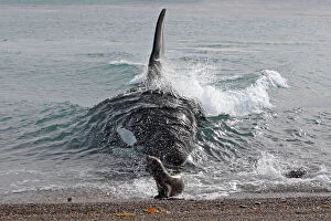 Images Dated 31st March 2009: Orca / Killer Whale - attack on young South American Sea Lio
