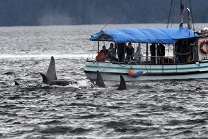 Images Dated 29th August 2007: Orca / Killer Whale - next to boat with tourists watching