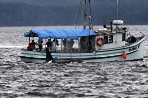 Orca / Killer Whale - next to boat with tourists watching