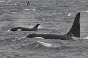 Images Dated 2nd September 2007: Orca / Killer Whale. Johnstone Strait - British Colombia - Canada