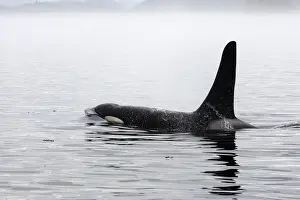 Orca / Killer Whale. Johnstone Strait - British Colombia - Canada