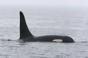 Orca / Killer Whale. Johnstone Strait - British Colombia - Canada