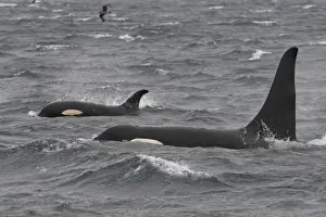 Orca / Killer Whale. Johnstone Strait - British Colombia - Canada