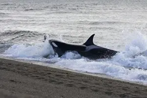 Orca / Killer whale - Orca hunting South American Sealion pup, on a beach at Punta Norte, Valdes Peninsula, Patagonia, Argentina