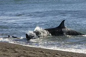 Orca / Killer whale - Orca hunting South American Sealion pup, on a beach at Punta Norte, Valdes Peninsula, Patagonia, Argentina