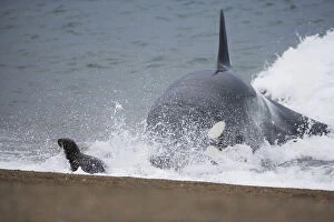 orca or killer whale (Orcinus orca) attacking