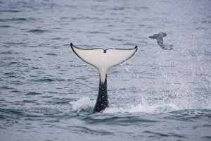 Images Dated 23rd April 2009: orca or killer whale (Orcinus orca) flipping