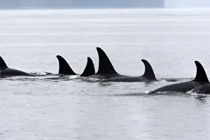 Orca / Killer Whale - pod / group. Johnstone Strait - British Colombia - Canada