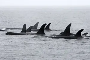 Orcas Prints: Orca / Killer Whale - pod / group in rain. Johnstone Strait - British Colombia - Canada