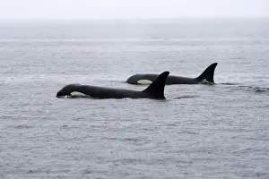Orcas Prints: Orca / Killer Whale - two in rain. Johnstone Strait - British Colombia - Canada