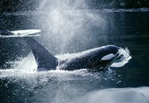 Toothed Whale Collection: Orca / Killer Whales - Coming out of water
