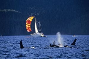 Orca Whale / Killer Whale - with sailboat