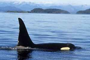 Images Dated 29th December 2004: Orca whale - male. ml207