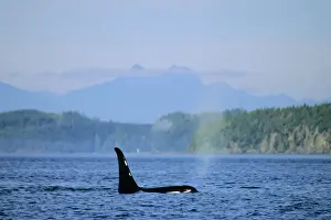 Washington Prints: Orca whale ML201