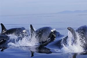 Images Dated 1st September 2004: Orca Whales - porpoising (way of swimming) in Puget Sound. ml991