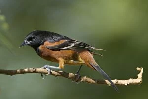 Images Dated 23rd April 2012: Orchard Oriole