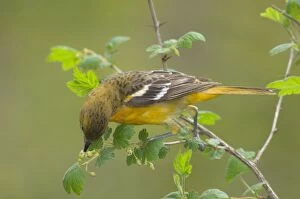 Orchard Oriole - Female feeding among what looks like a wild gooseberry type plant, Spring