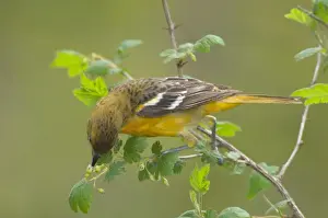 Oriole Prints: Orchard Oriole - Female feeding among what looks like a wild gooseberry type plant
