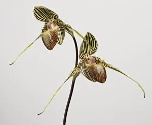 Images Dated 25th April 2011: Orchid