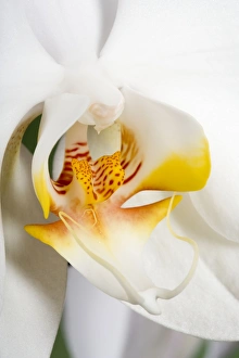 Images Dated 4th June 2007: Orchid - Asia