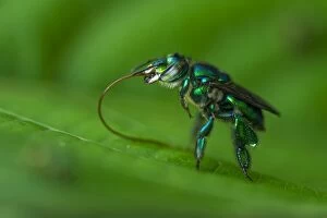 Images Dated 28th January 2012: Orchid Bee / Euglossine bee, Rio Claro Reserve