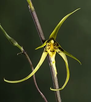 Images Dated 4th June 2007: Orchid - Brassia Orchid - Tropical america