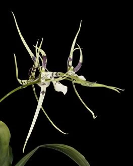 Images Dated 4th June 2007: Orchid - Brassia - Tropical america
