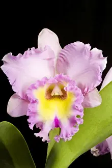Orchid - Cattleya - Central and south America